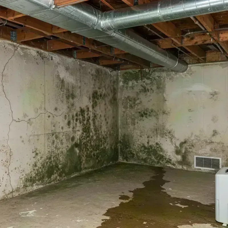 Professional Mold Removal in Town and Country, MO